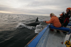 Baja California Febr. 2009, Whalewatching with Swannie