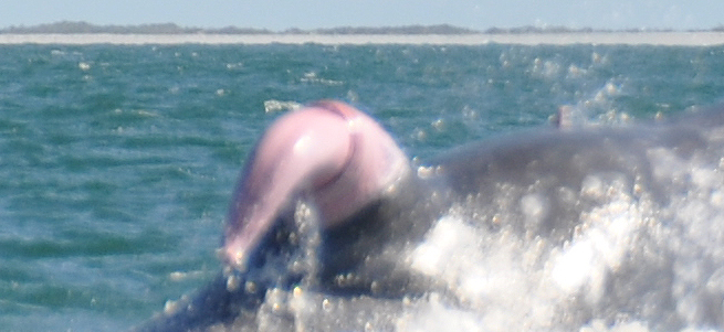 Penis blauwahl Blue whale